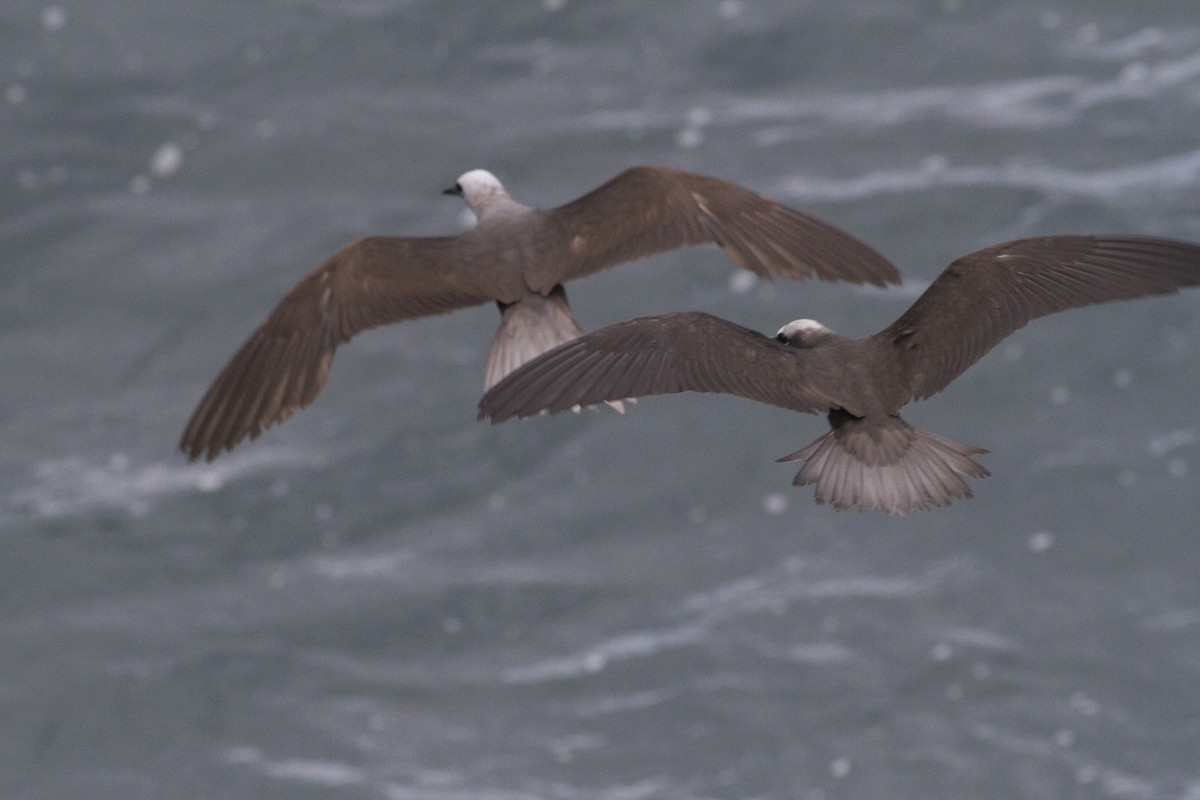 Black Noddy (melanogenys) - ML30939841