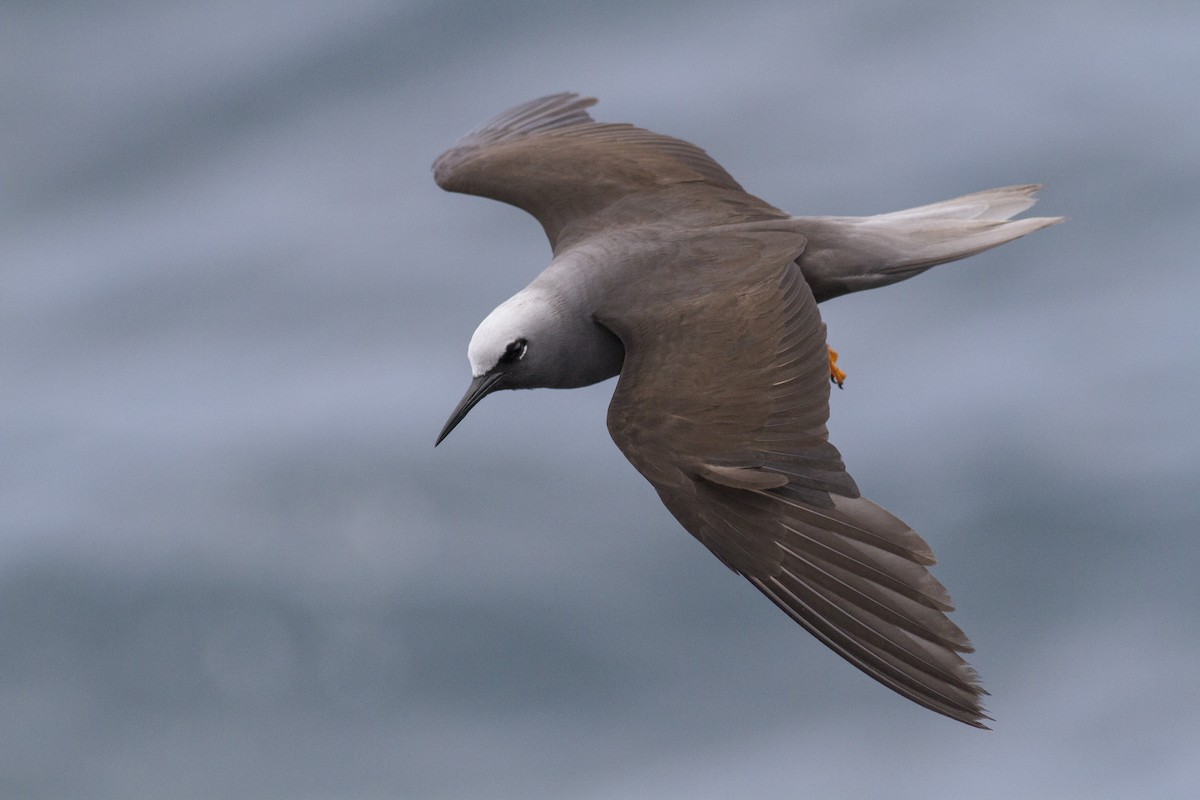 Black Noddy (melanogenys) - Jacob Drucker