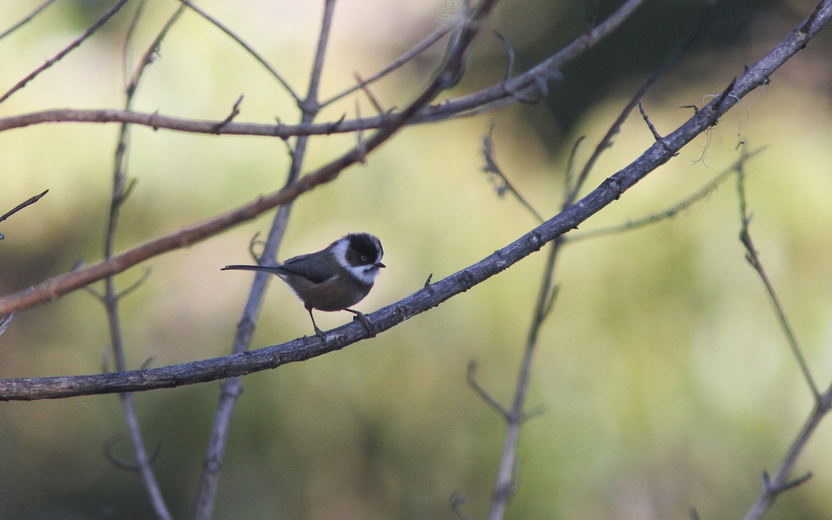 Black-browed Tit (Burmese) - ML309398691