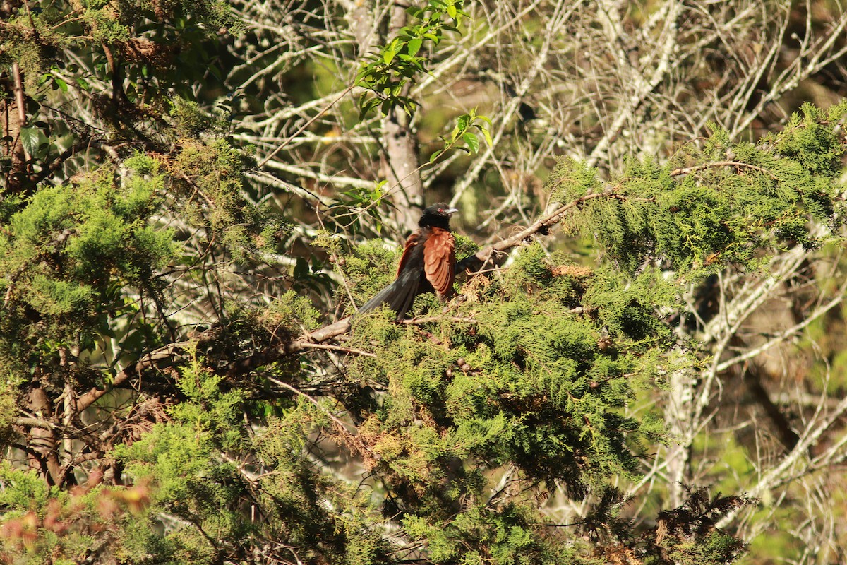 Greater Coucal - ML309398731