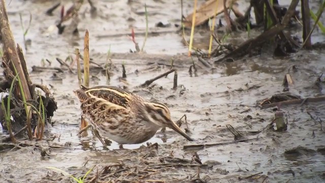 Jack Snipe - ML309399541