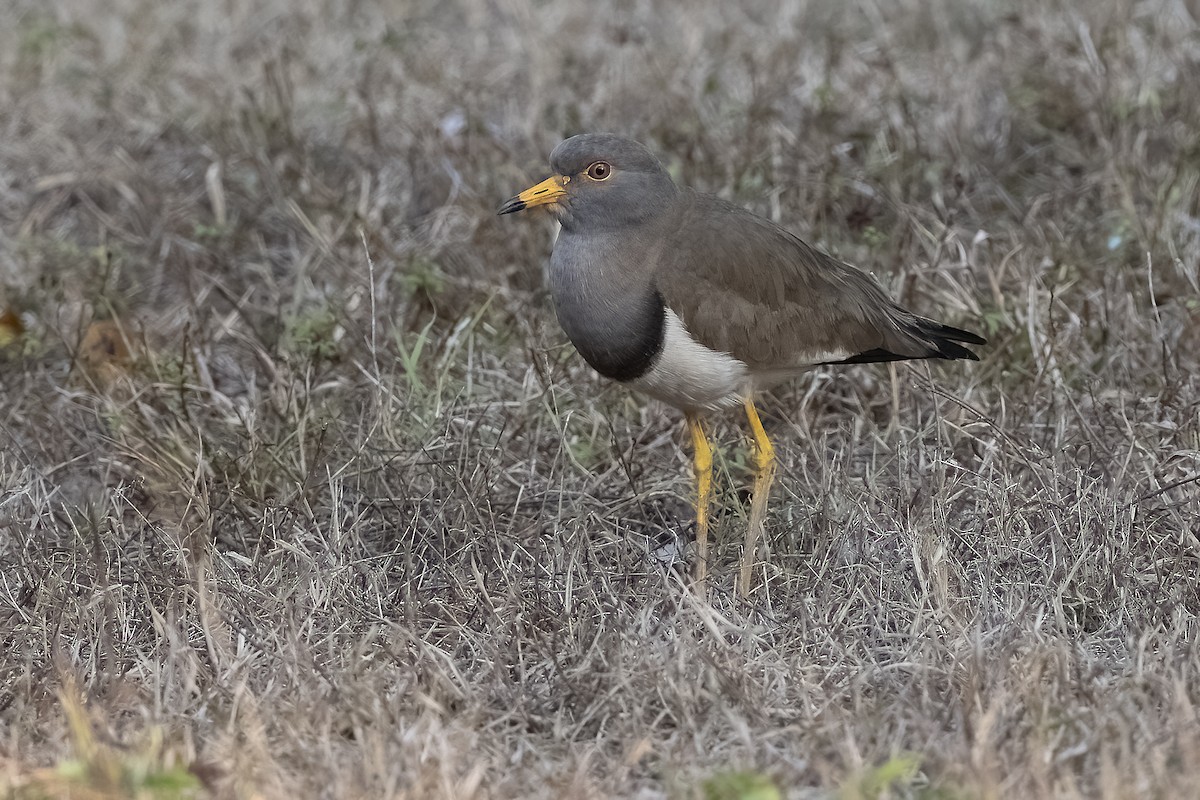 Gray-headed Lapwing - ML309399581