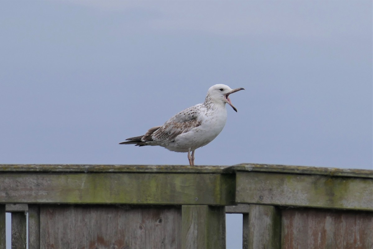 Caspian Gull - ML309400261