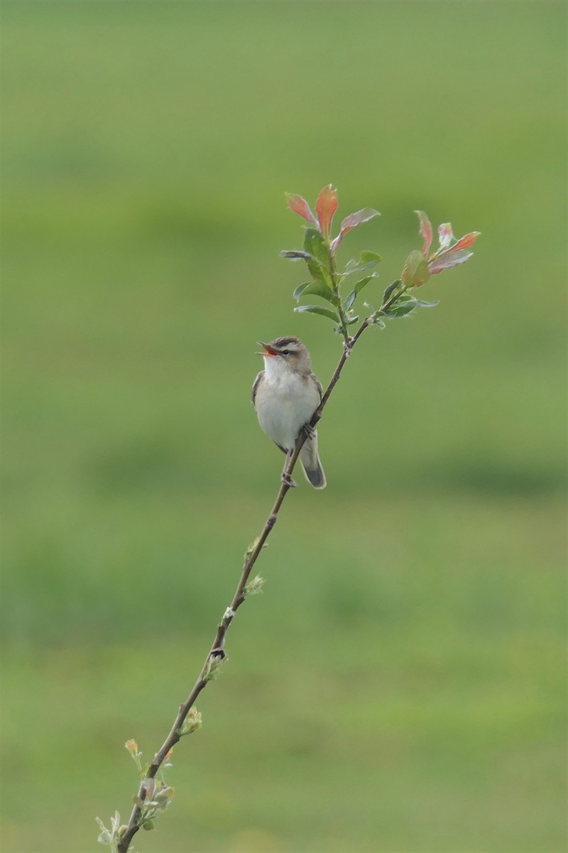 Sedge Warbler - ML309400571