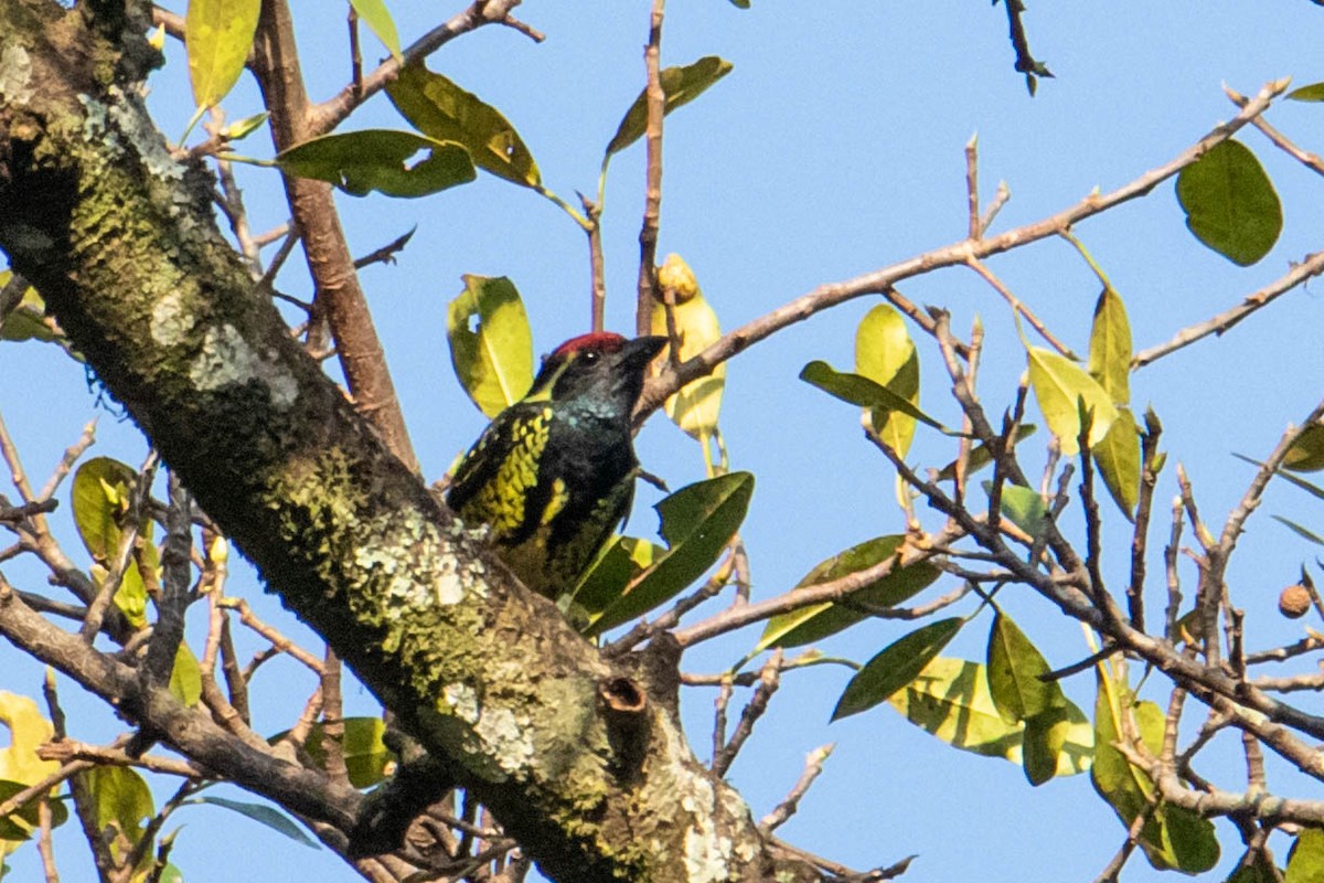 Yellow-spotted Barbet - ML309400661