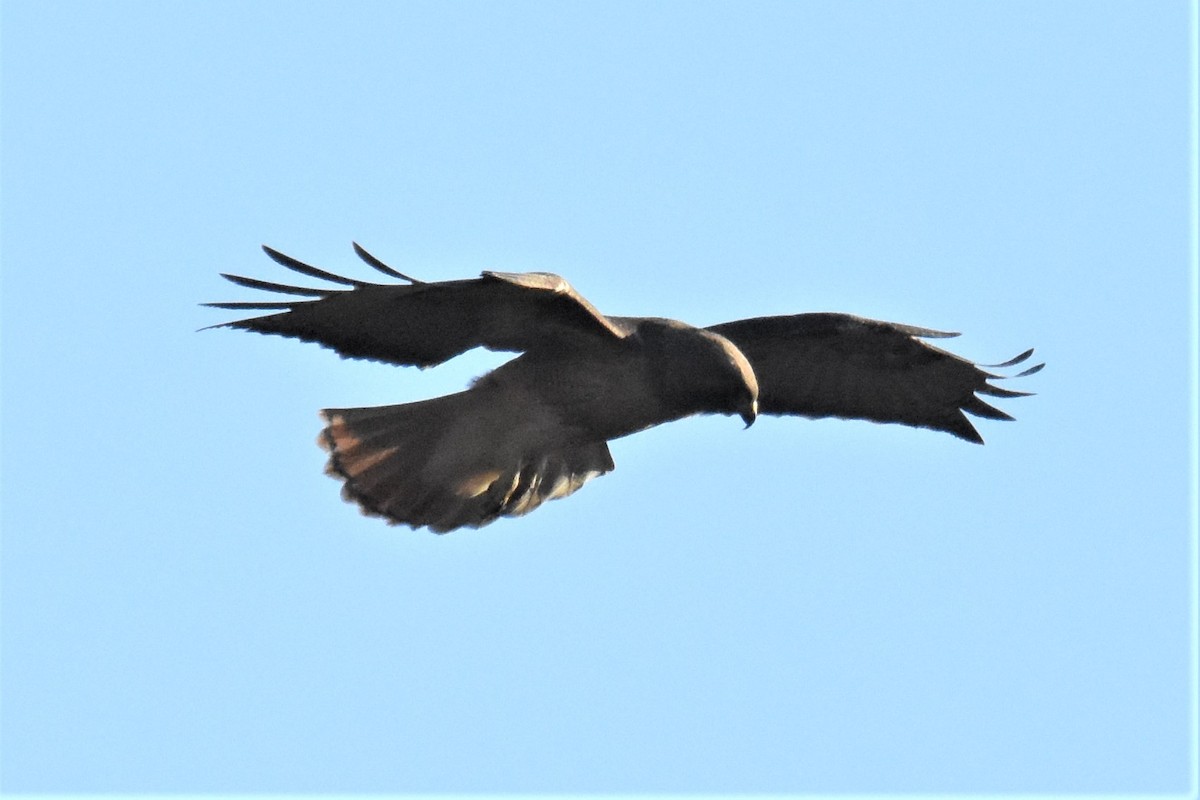 Red-tailed Hawk - ML309403221