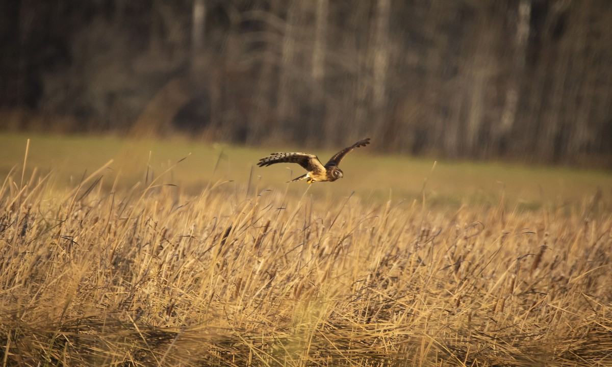 Northern Harrier - ML309403431