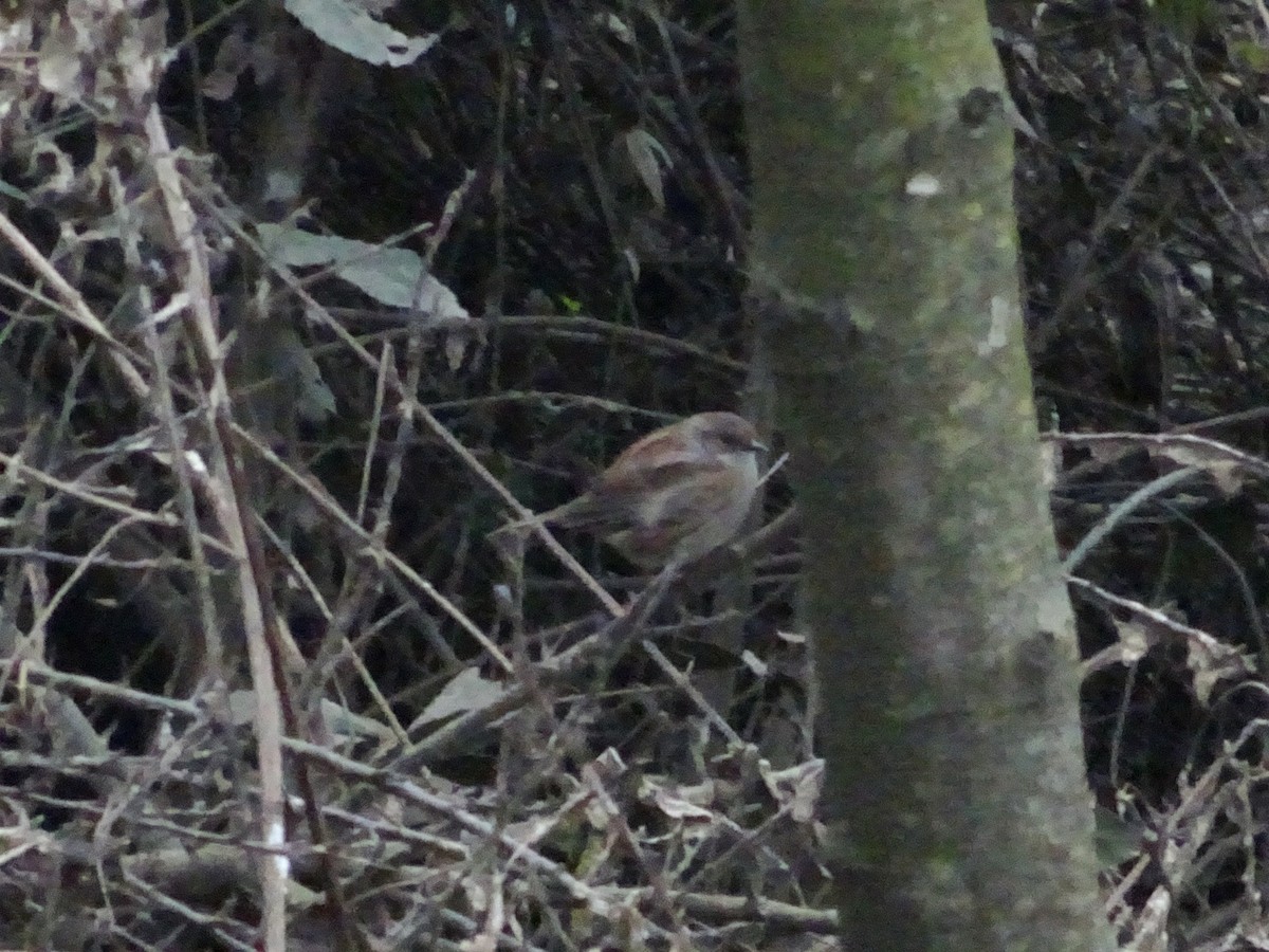 Dunnock - ML309403481