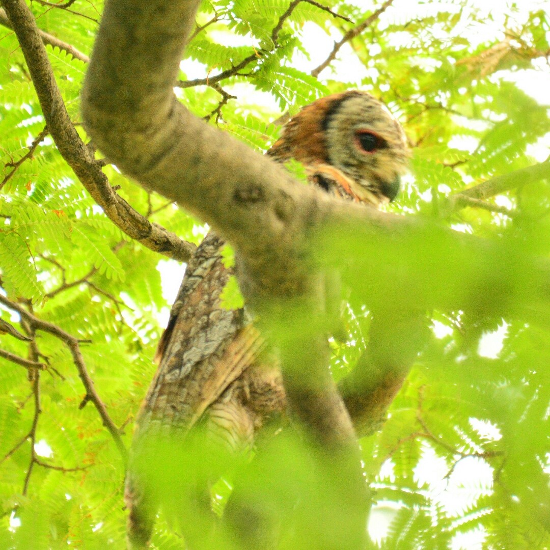 Mottled Wood-Owl - Renuka Vijayaraghavan