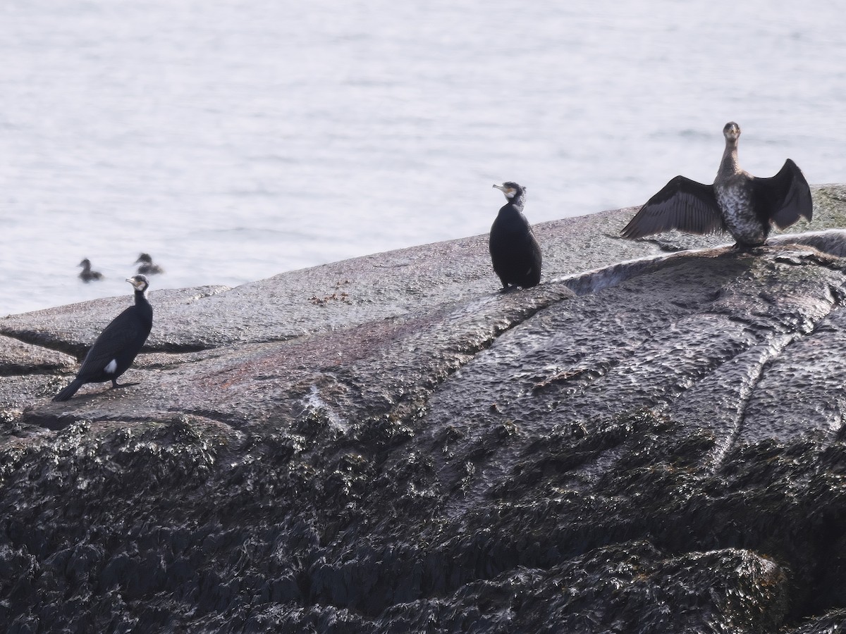 Great Cormorant - Rob Edsall