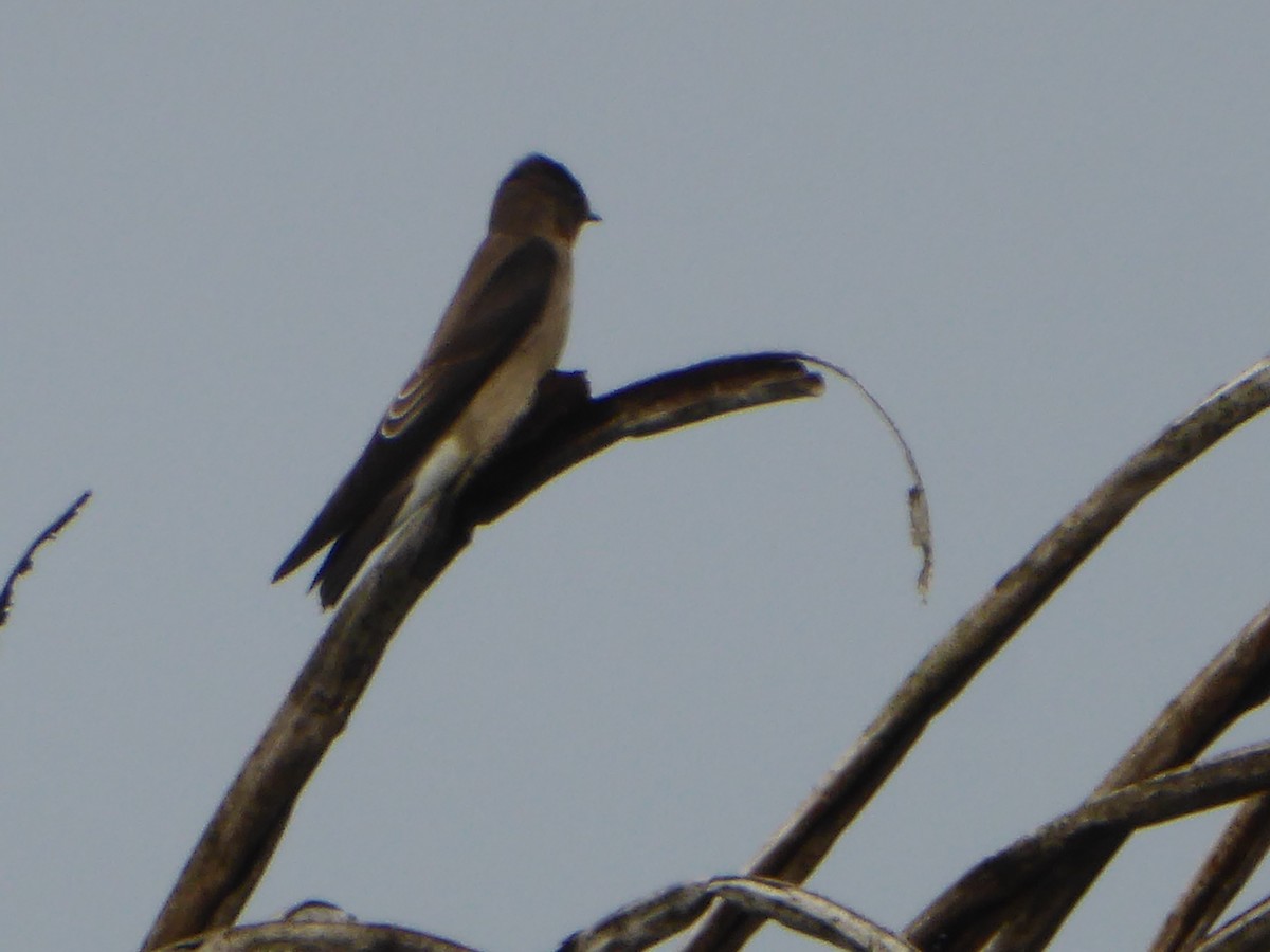 Southern Rough-winged Swallow - Pablo Alejandro