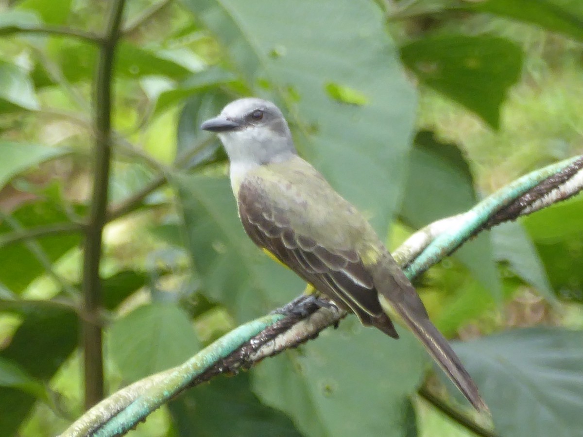 Tropical Kingbird - ML309406141