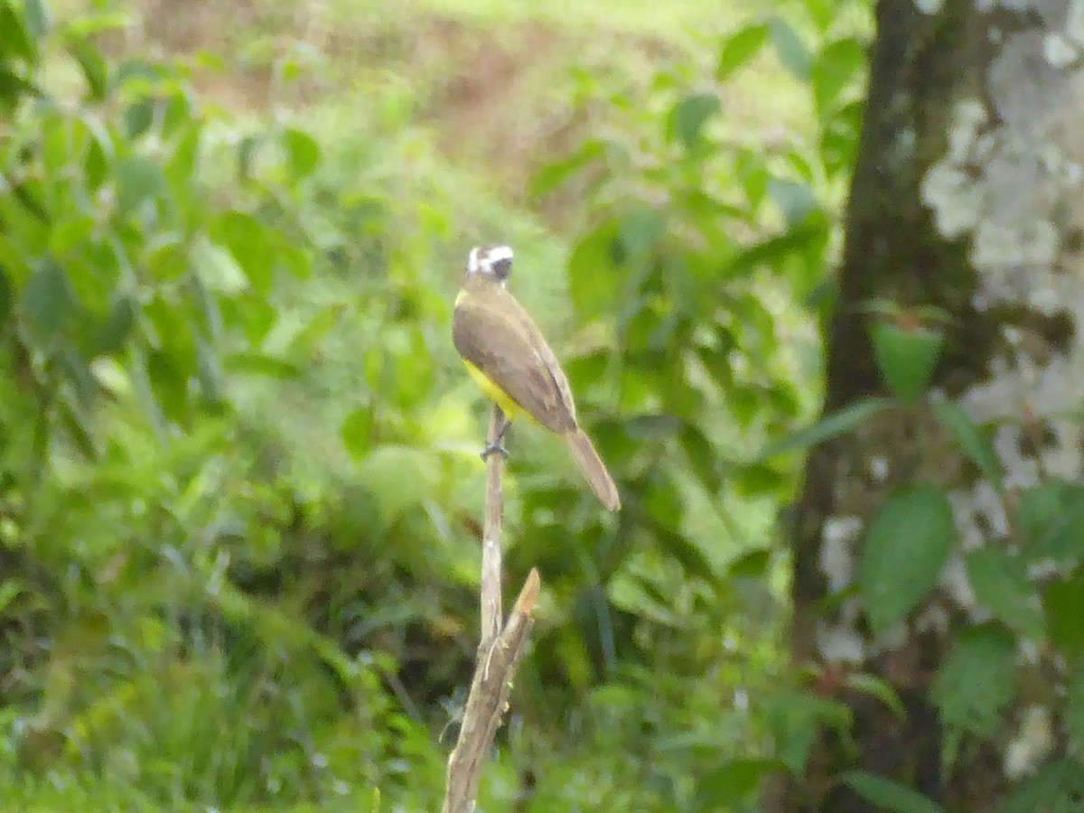 Boat-billed Flycatcher - ML309406291