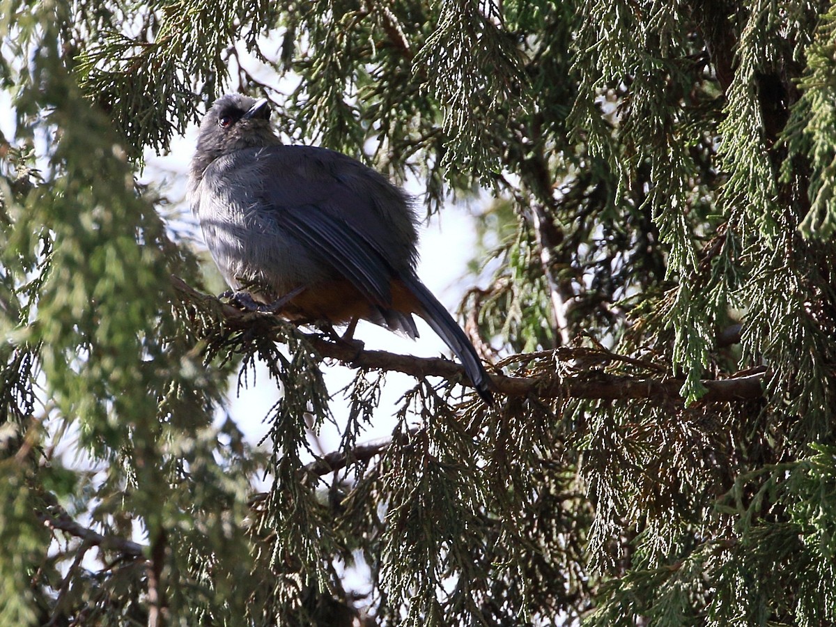 Abyssinian Catbird - ML309408761