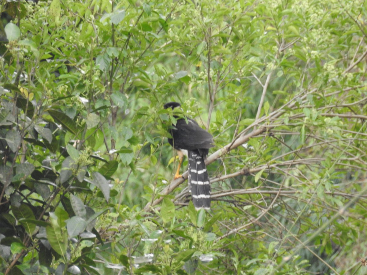 Collared Forest-Falcon - ML309411491