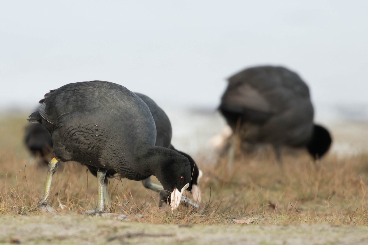 Eurasian Coot - ML309411501