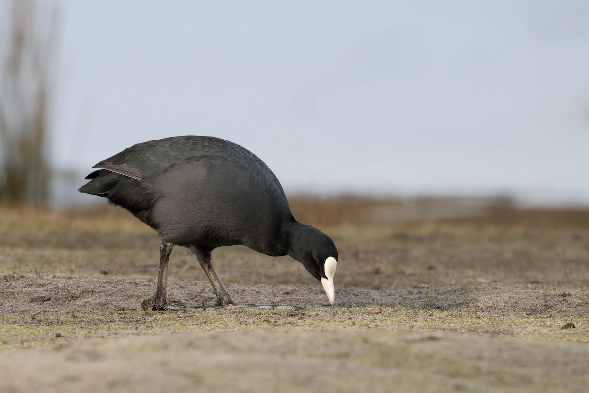 Eurasian Coot - ML309411531