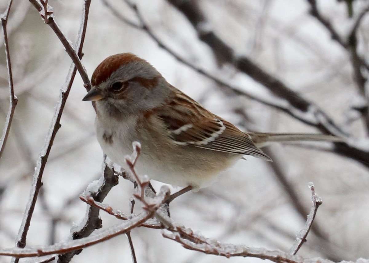 American Tree Sparrow - ML309412971