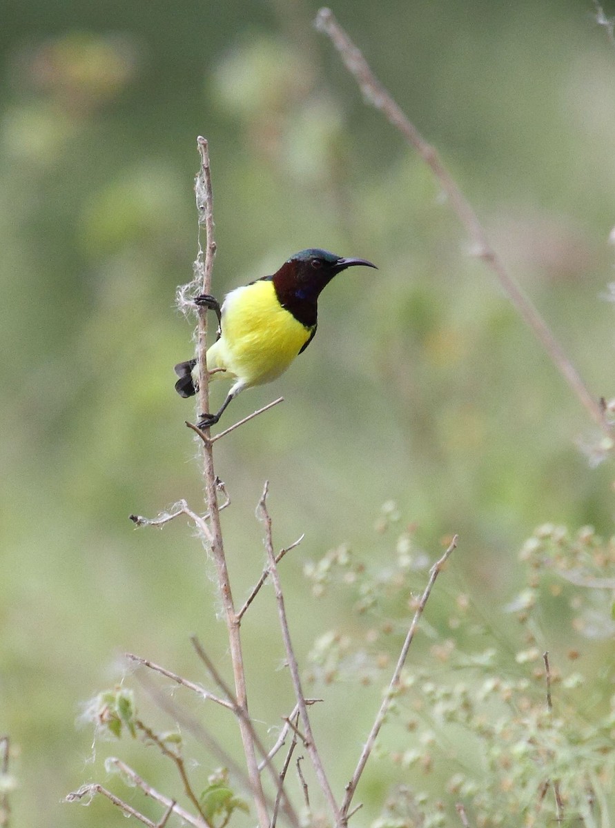 Purple-rumped Sunbird - Albin Jacob