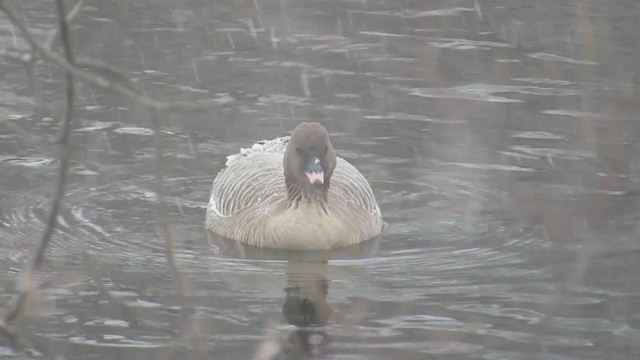 Pink-footed Goose - ML309414621