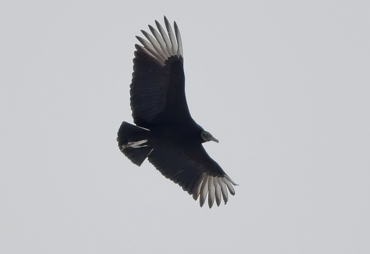 Black Vulture - ML309416941