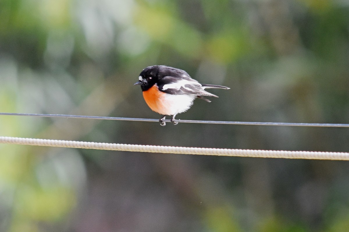 Scarlet Robin - ML30941751