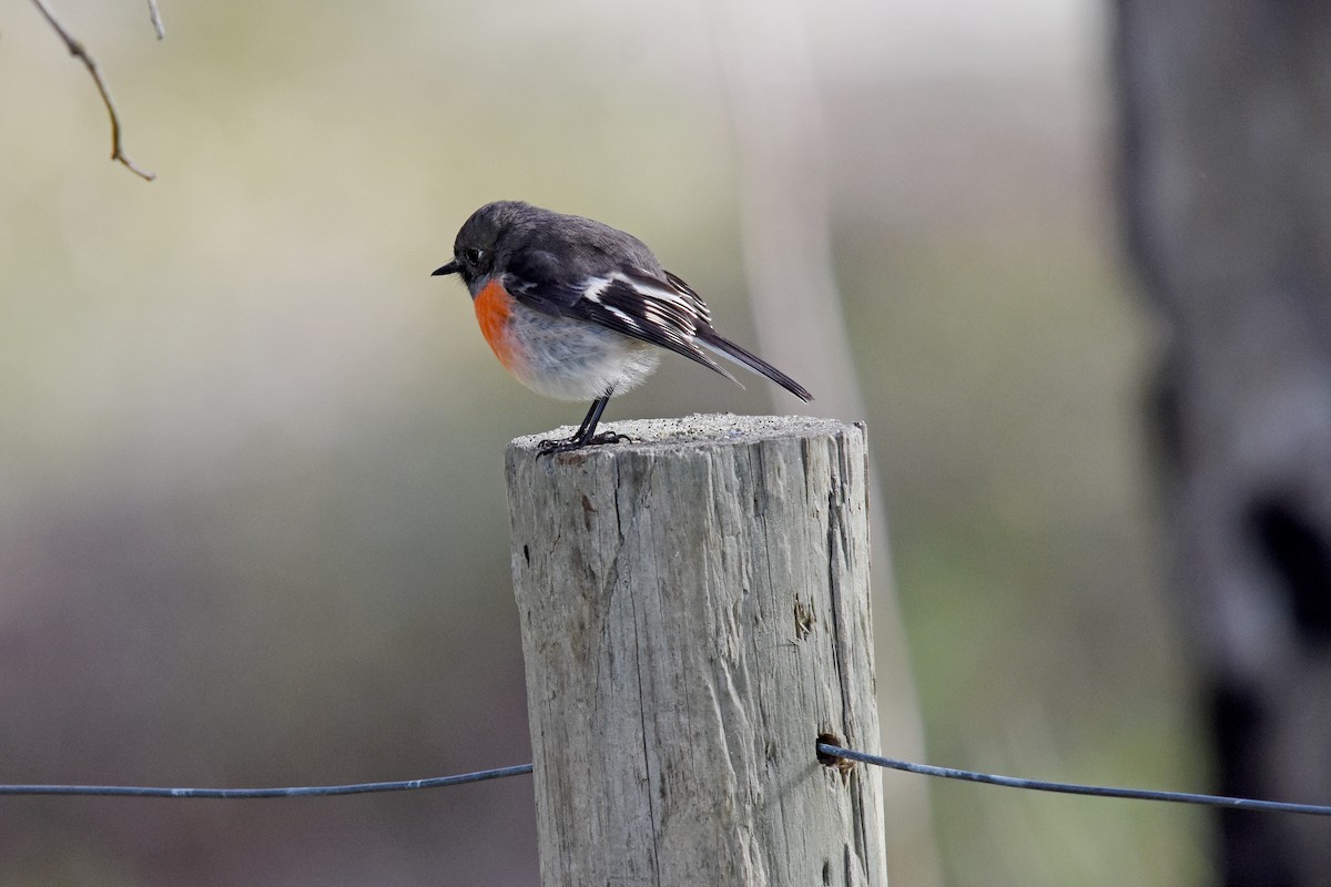 Scarlet Robin - ML30941791