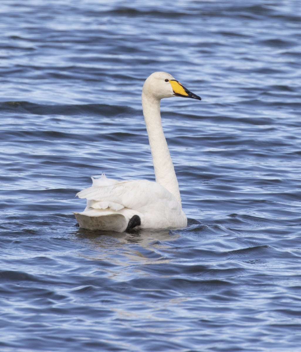 Cisne Cantor - ML309419291