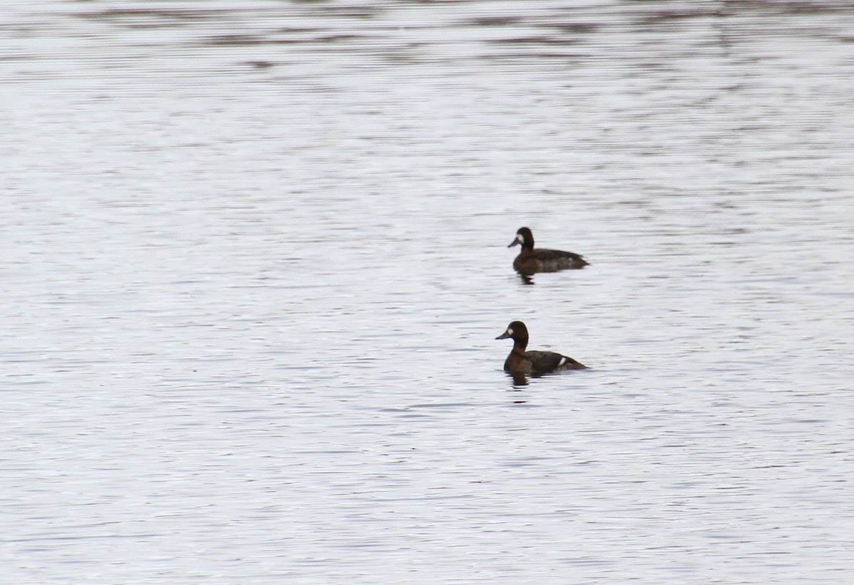 Greater/Lesser Scaup - ML309419401