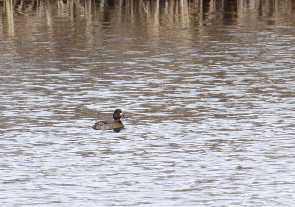 Greater/Lesser Scaup - ML309419431