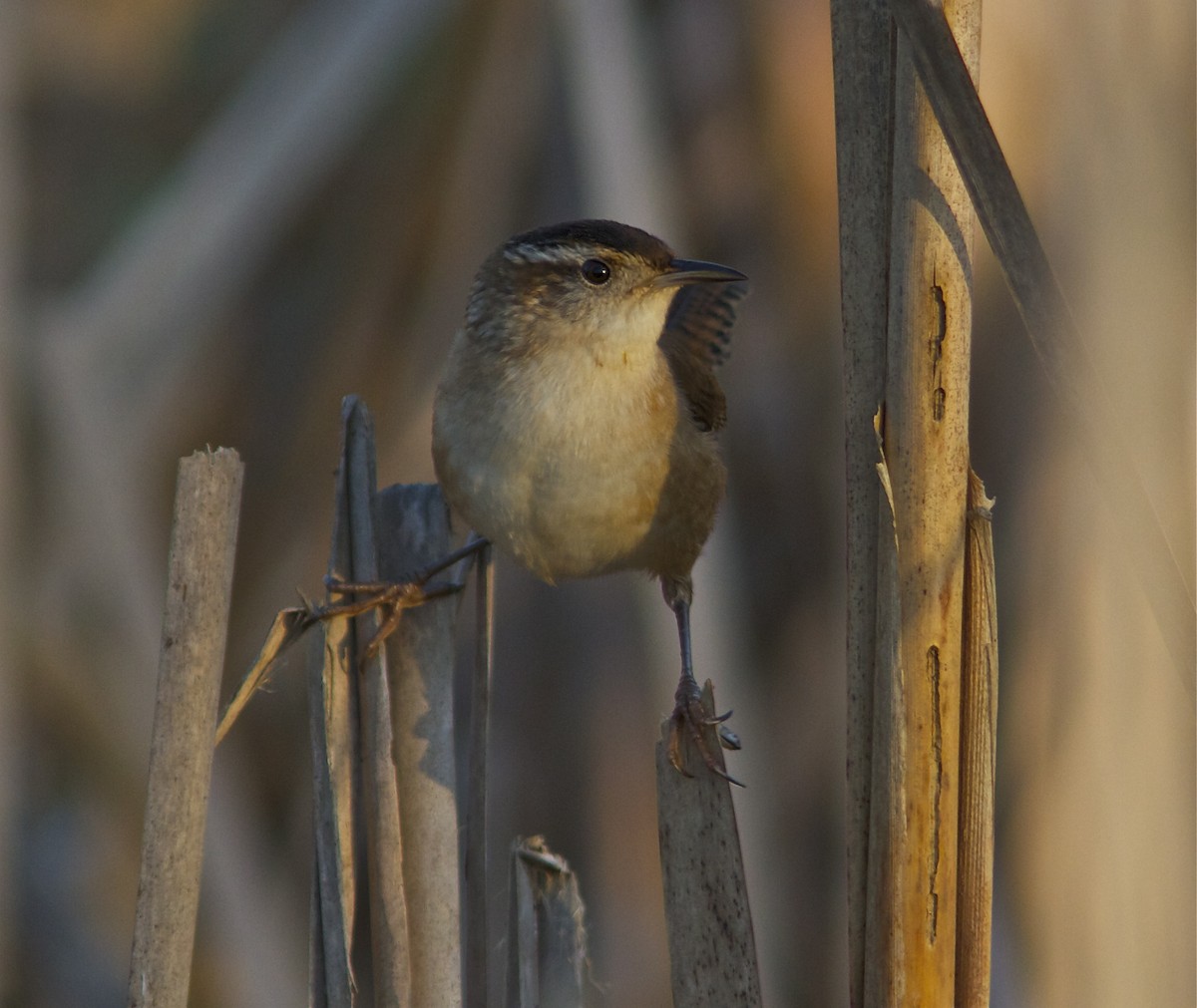 Marsh Wren - ML30941961