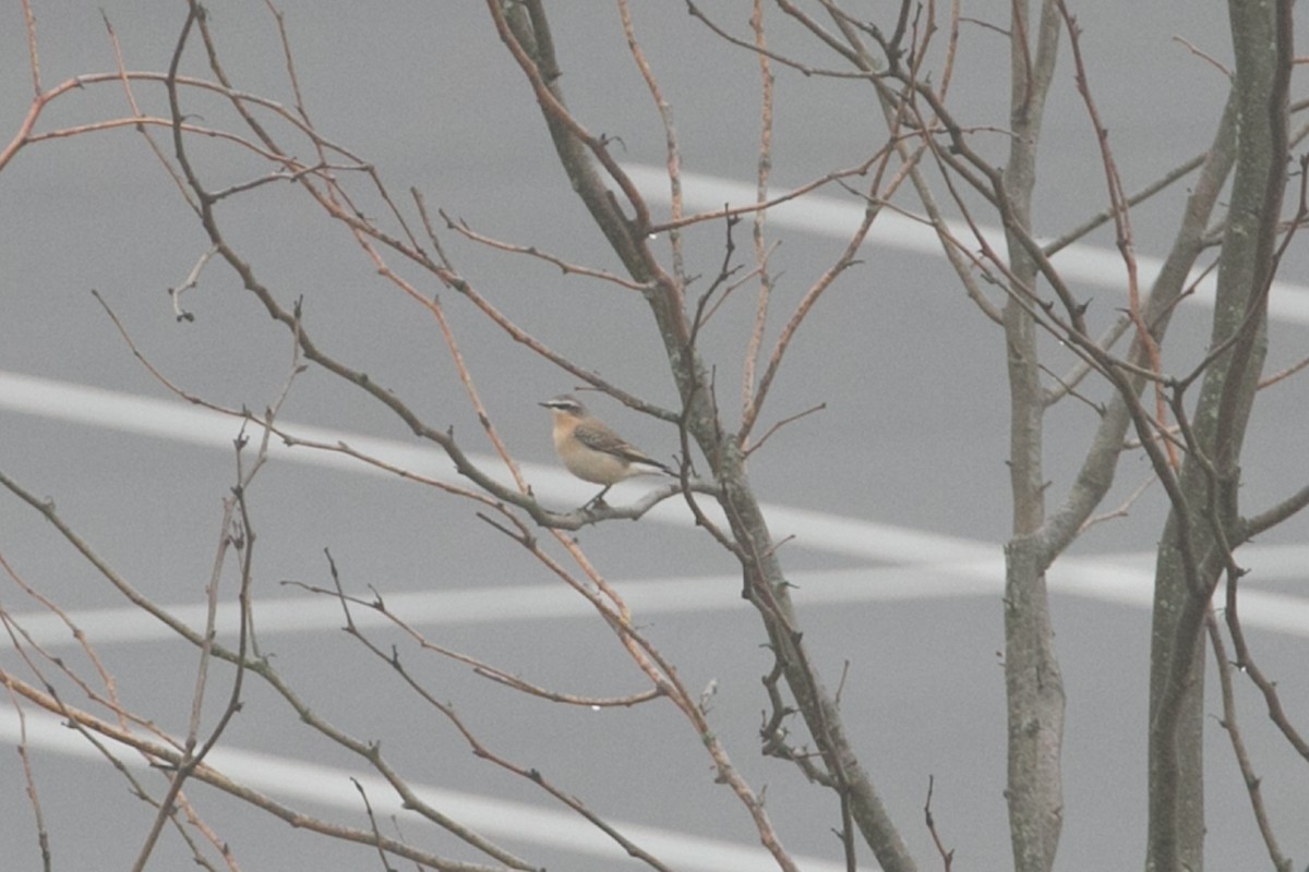 Northern Wheatear - Scott Godshall