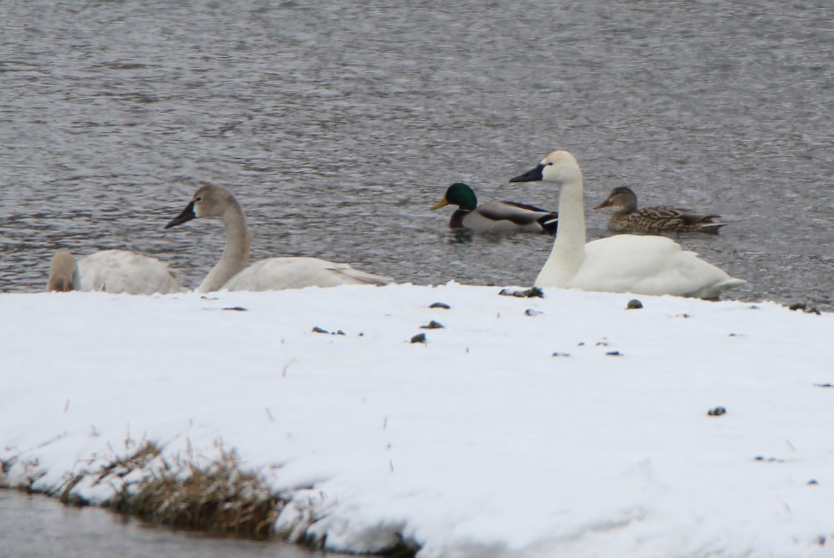 Tundra Swan - Joe Baldwin