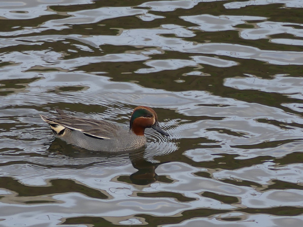 Green-winged Teal - ML309422461