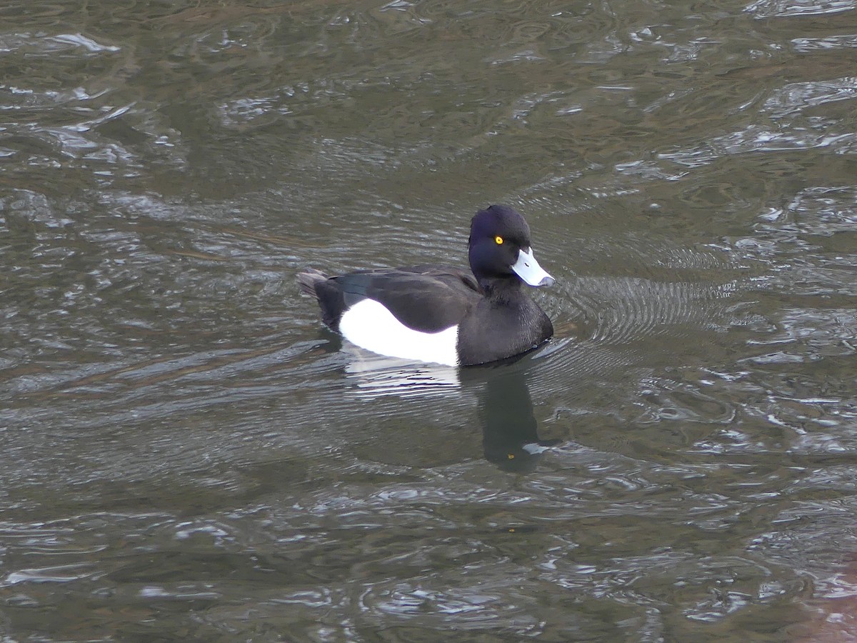 Tufted Duck - ML309422601