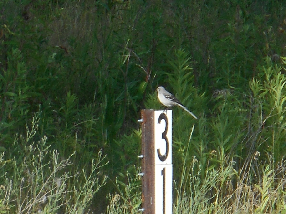 Northern Mockingbird - ML30942271