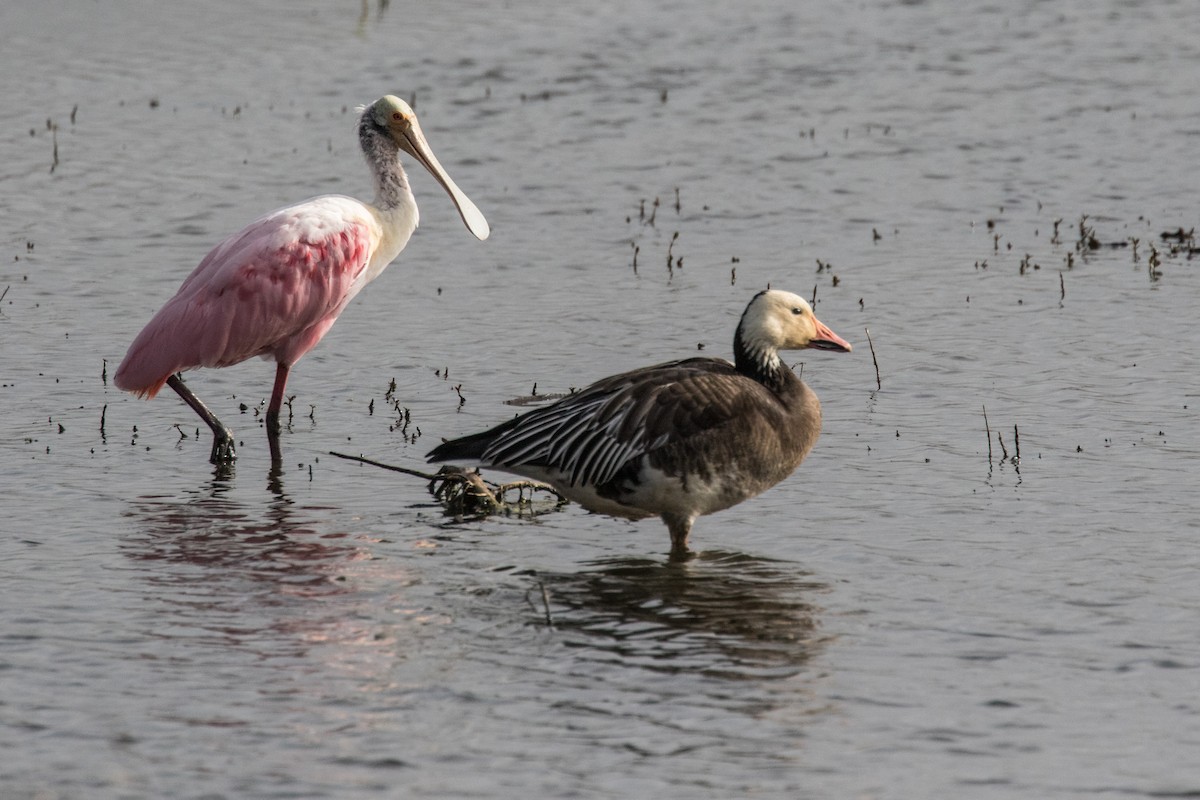 Snow Goose - ML309423931