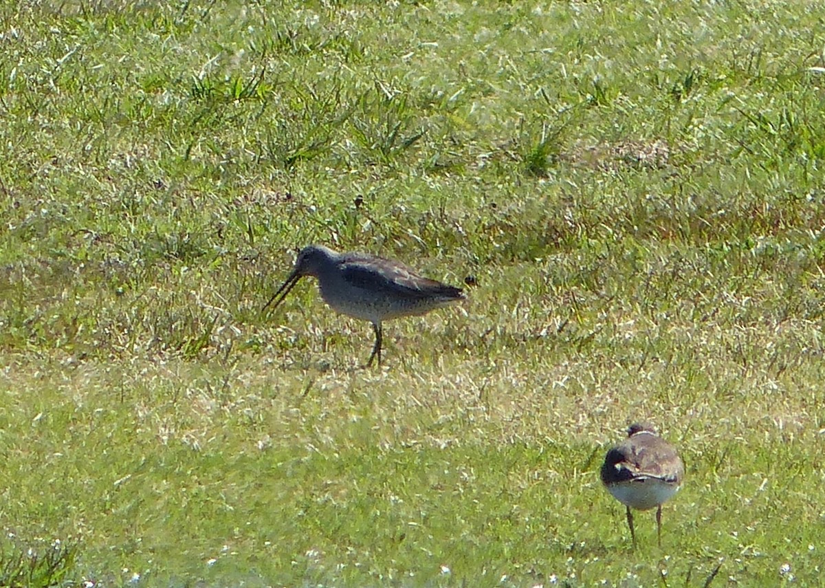 Long-billed Dowitcher - ML309427091