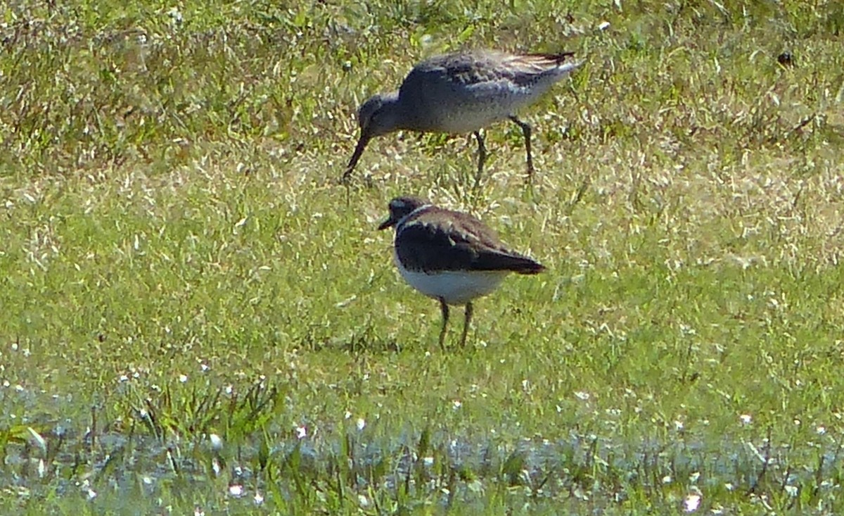 Long-billed Dowitcher - ML309427141