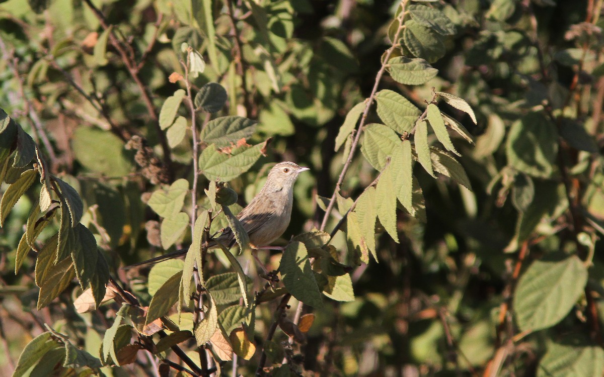 Burmese Prinia - ML309427941