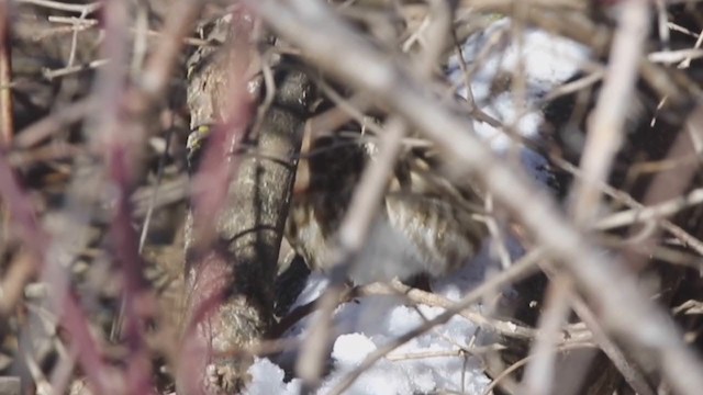 Redwing (Icelandic) - ML309428121