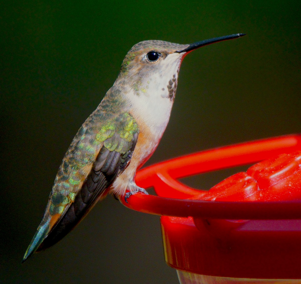 Rufous Hummingbird - Dalcio Dacol