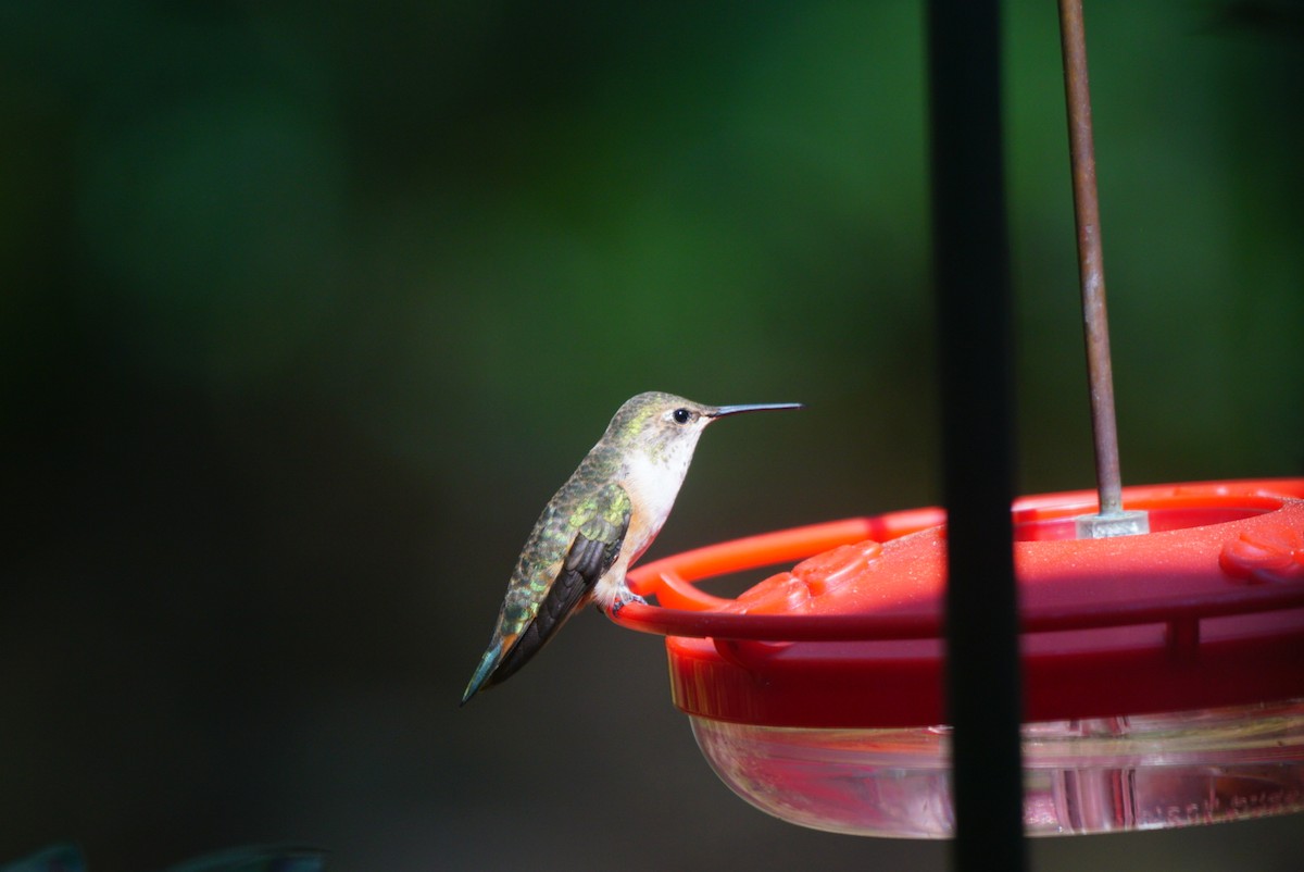 Rufous Hummingbird - ML309431091