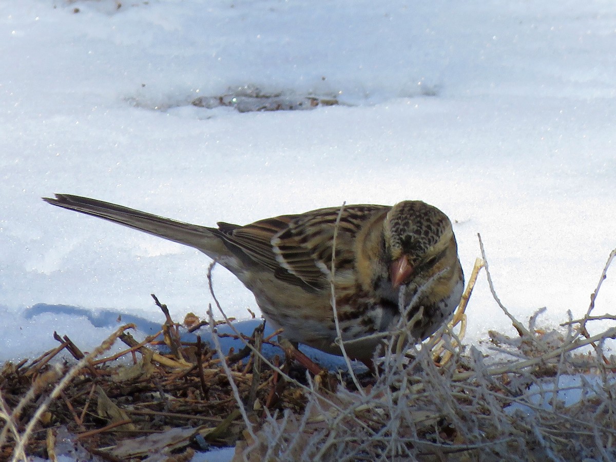 Harris's Sparrow - Burke Angstman