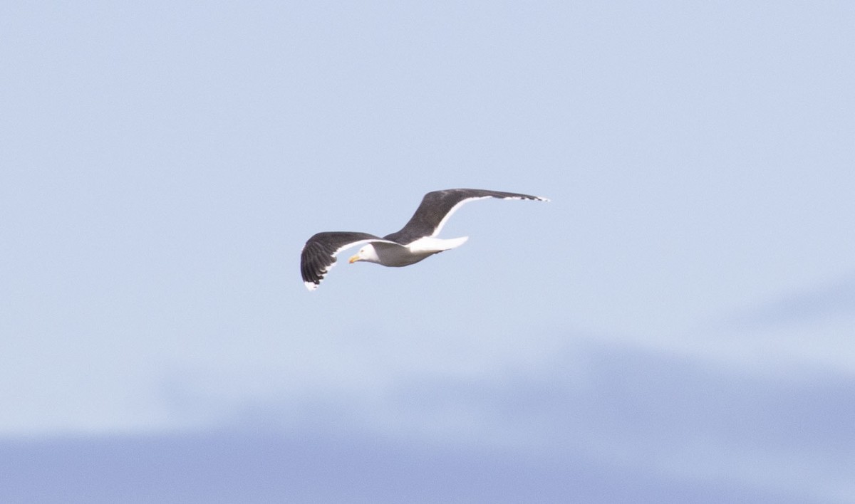 Great Black-backed Gull - ML309433691