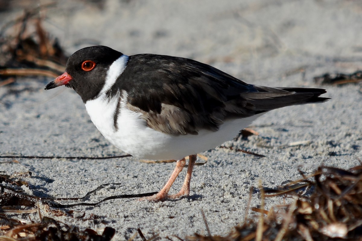 Hooded Plover - Geoffrey Groom