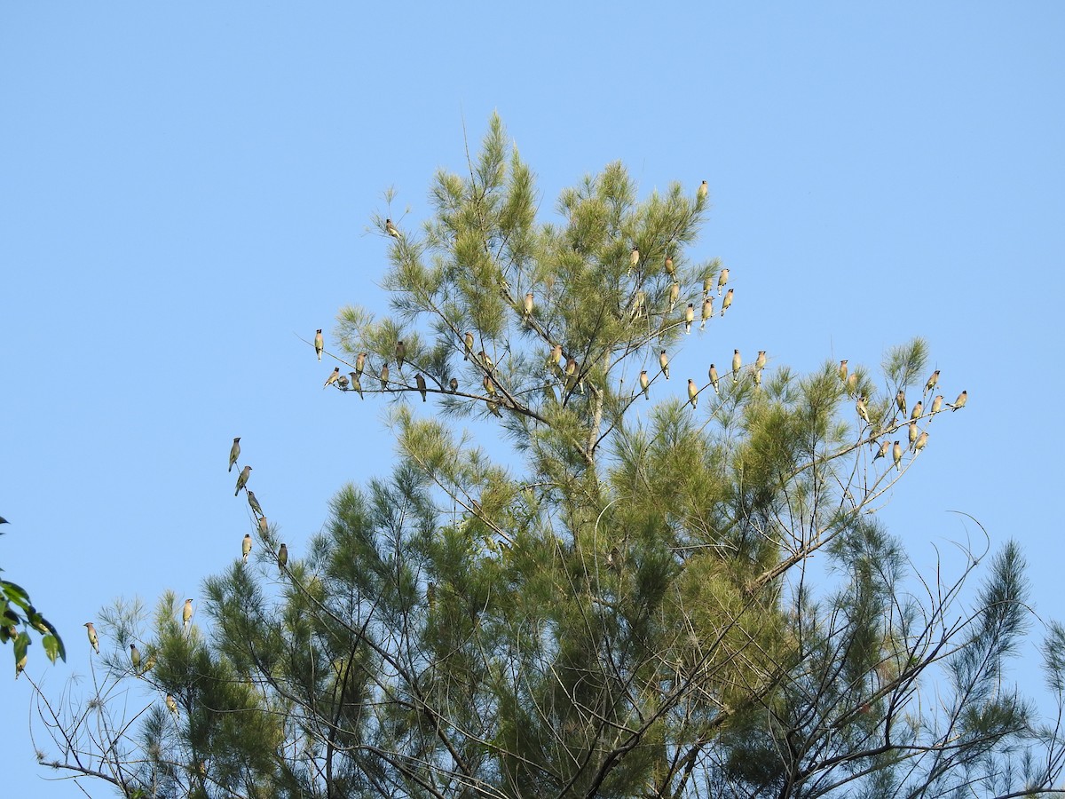 Cedar Waxwing - ML309434751