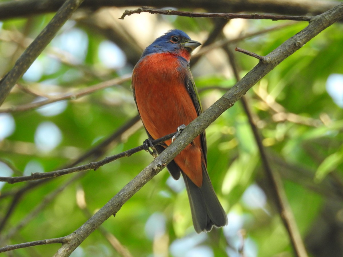 Painted Bunting - ML309435251