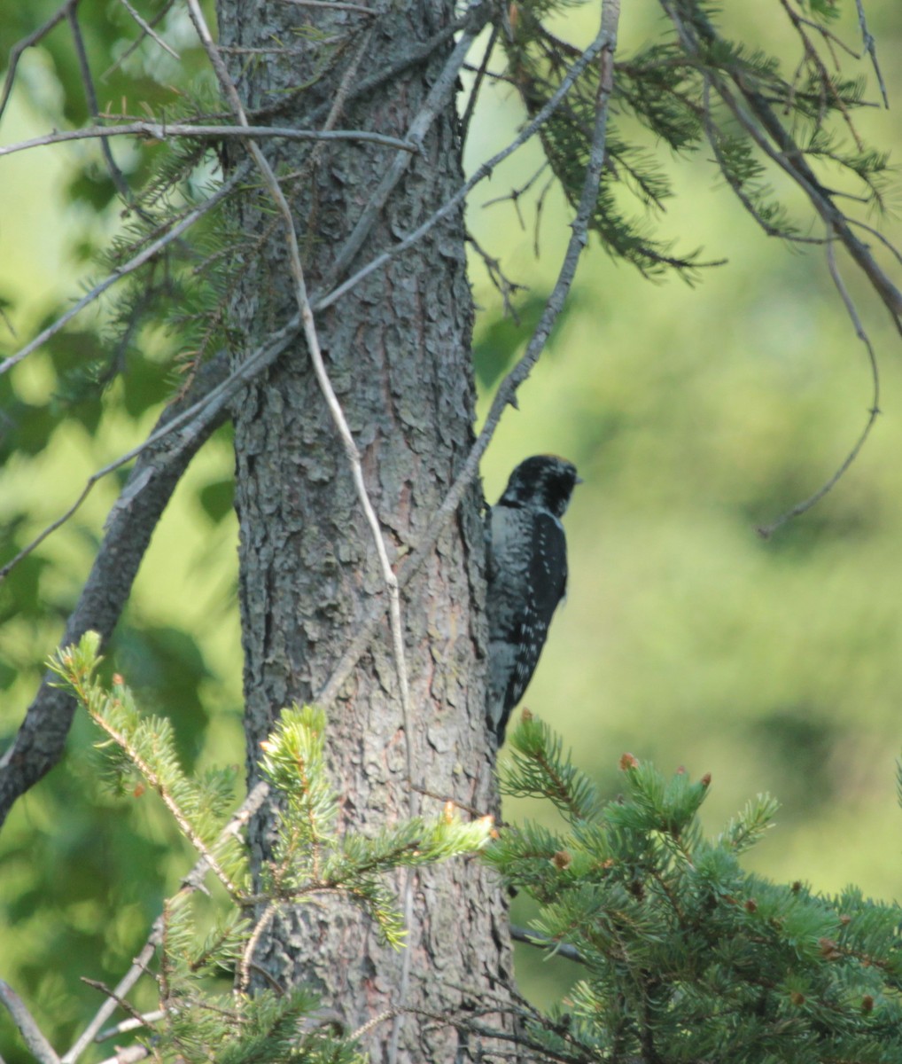 American Three-toed Woodpecker - ML309436711