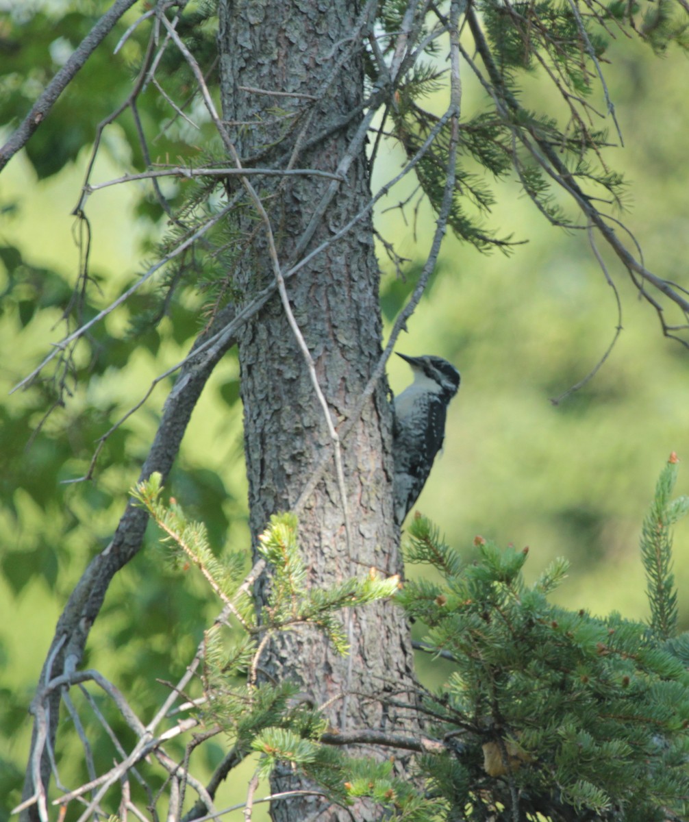 American Three-toed Woodpecker - ML309436741